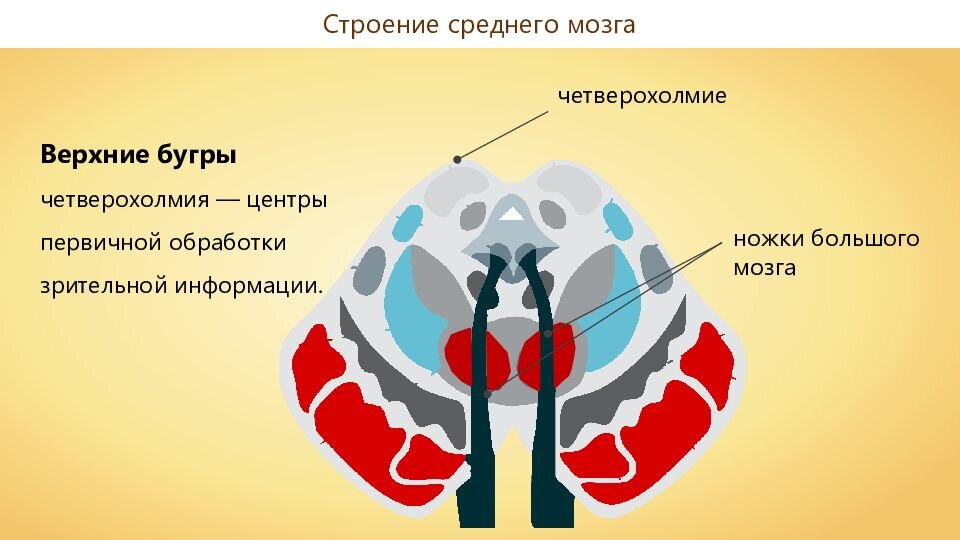 Верхние холмики мозга. Бугры четверохолмия среднего мозга. Средний головной мозг Бугры четверохолмия. Верхние холмики среднего мозга. Четврехолмия среднего мозг.