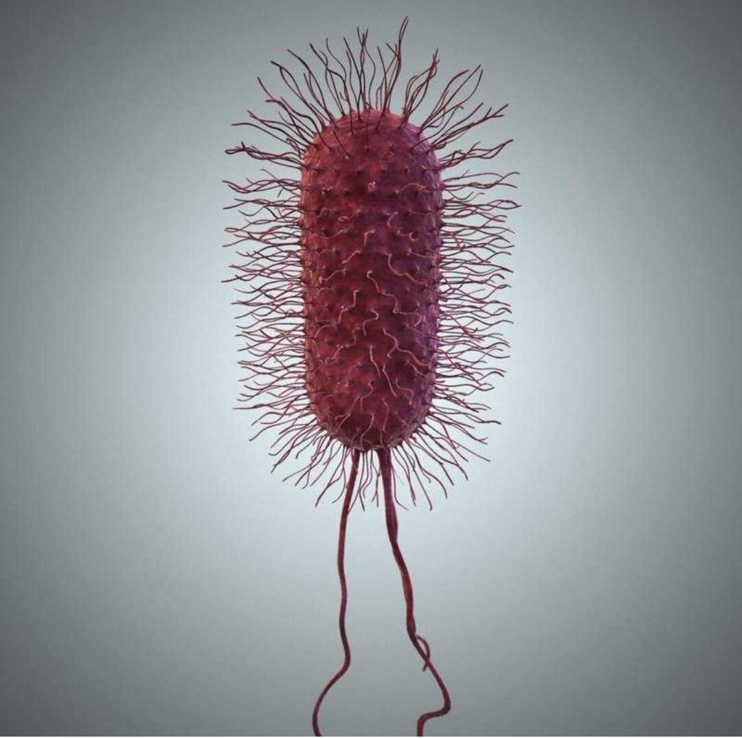 E coli