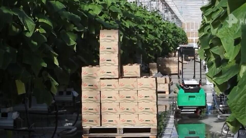 Фото: © Скриншот видео