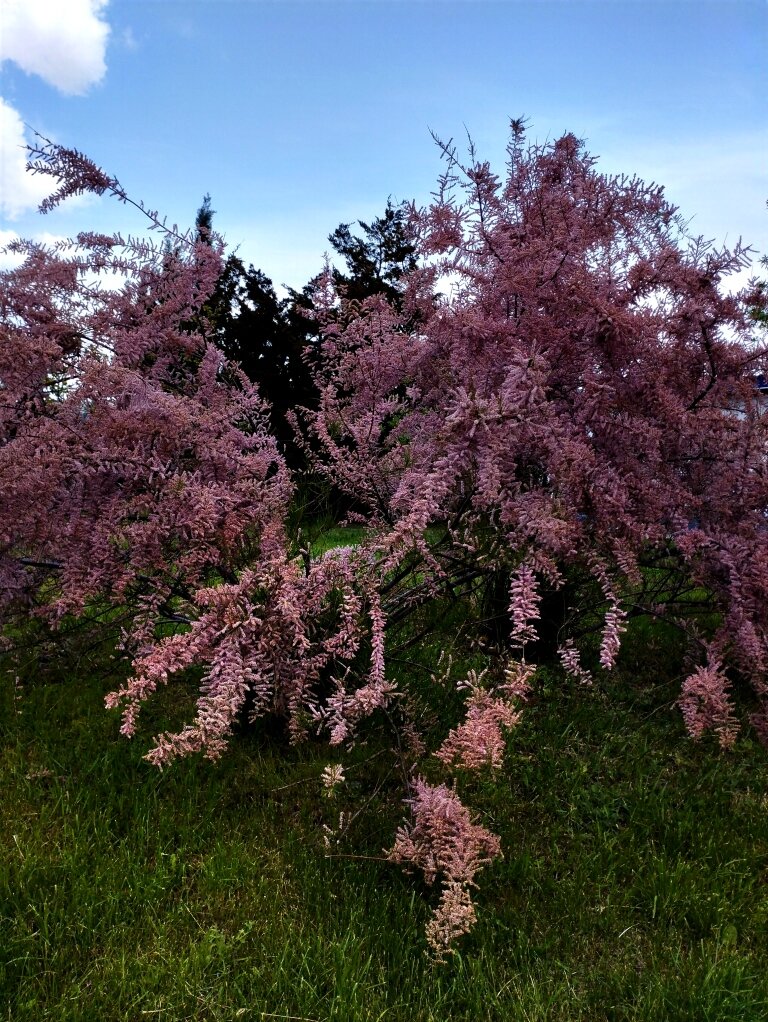 Тамарикс на территории ТОСК "Приморье". Фото автора канала