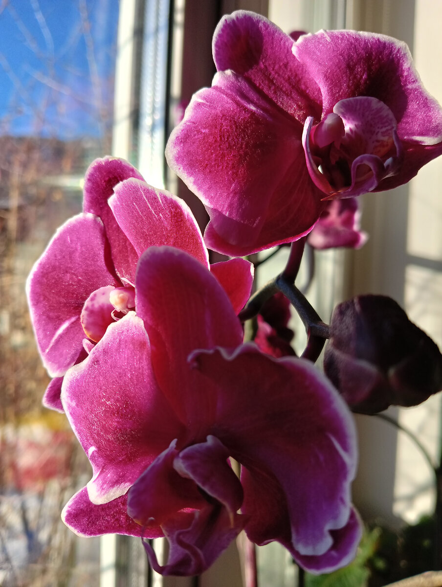 Моя красавица орхидея.