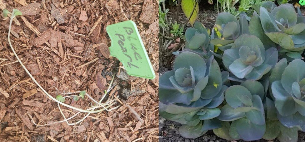 Очиток Блю Перл из посылки (слева) и фото сорта из интернета