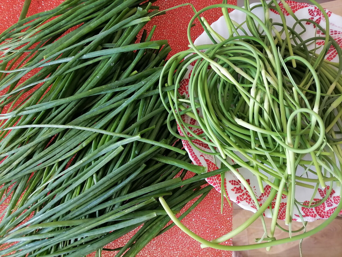 Фото автора: листья зеленого лука и чесночные стрелки