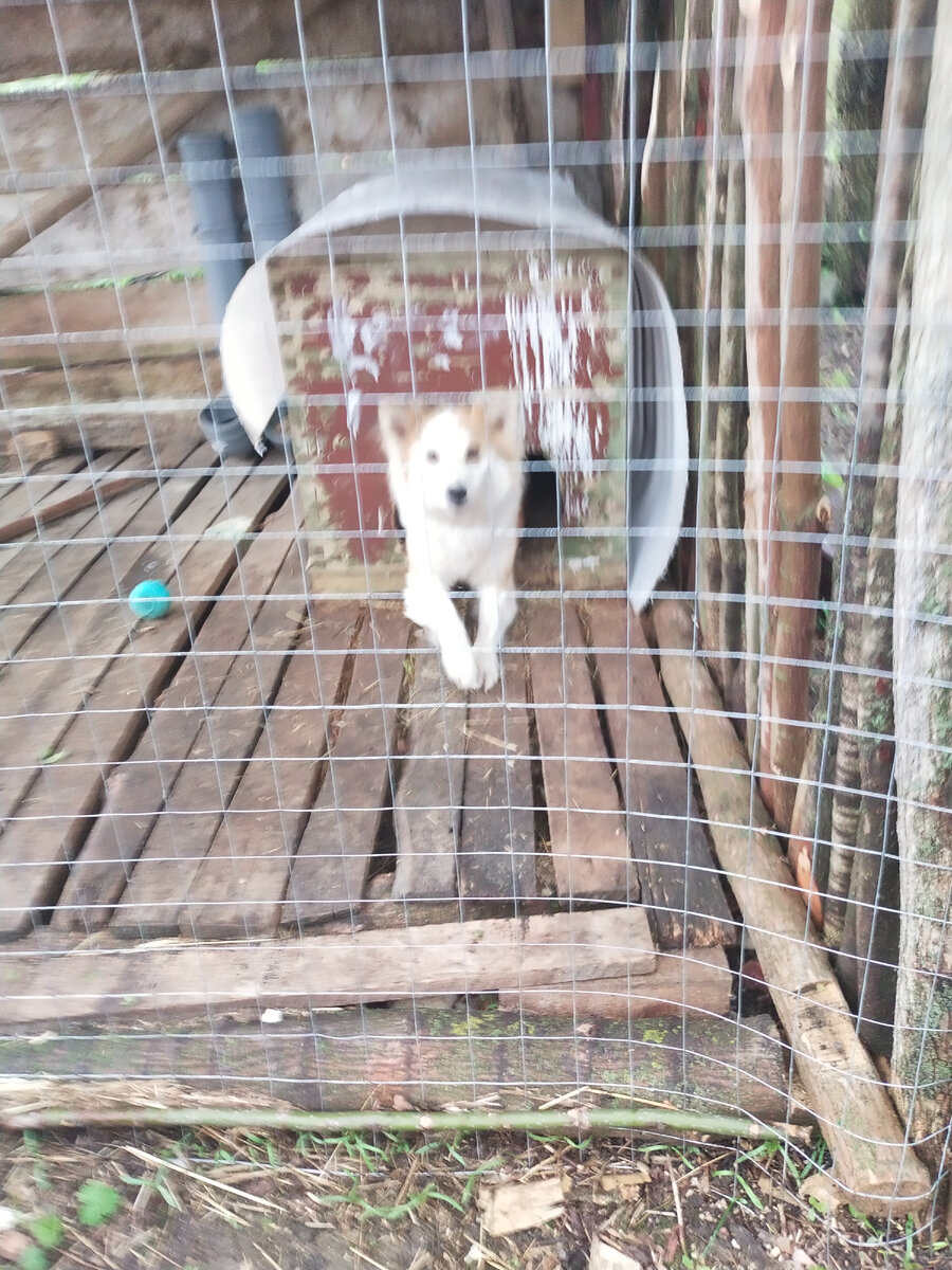 Элегантная Сви, неудачная фотка 