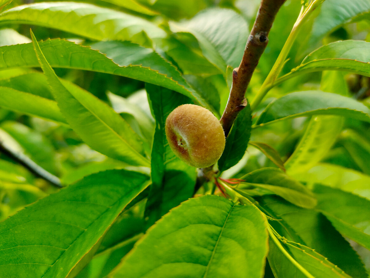 Утро понедельника должно быть лёгким | Девушка в зелёном саду🍎 Крым ️ ...