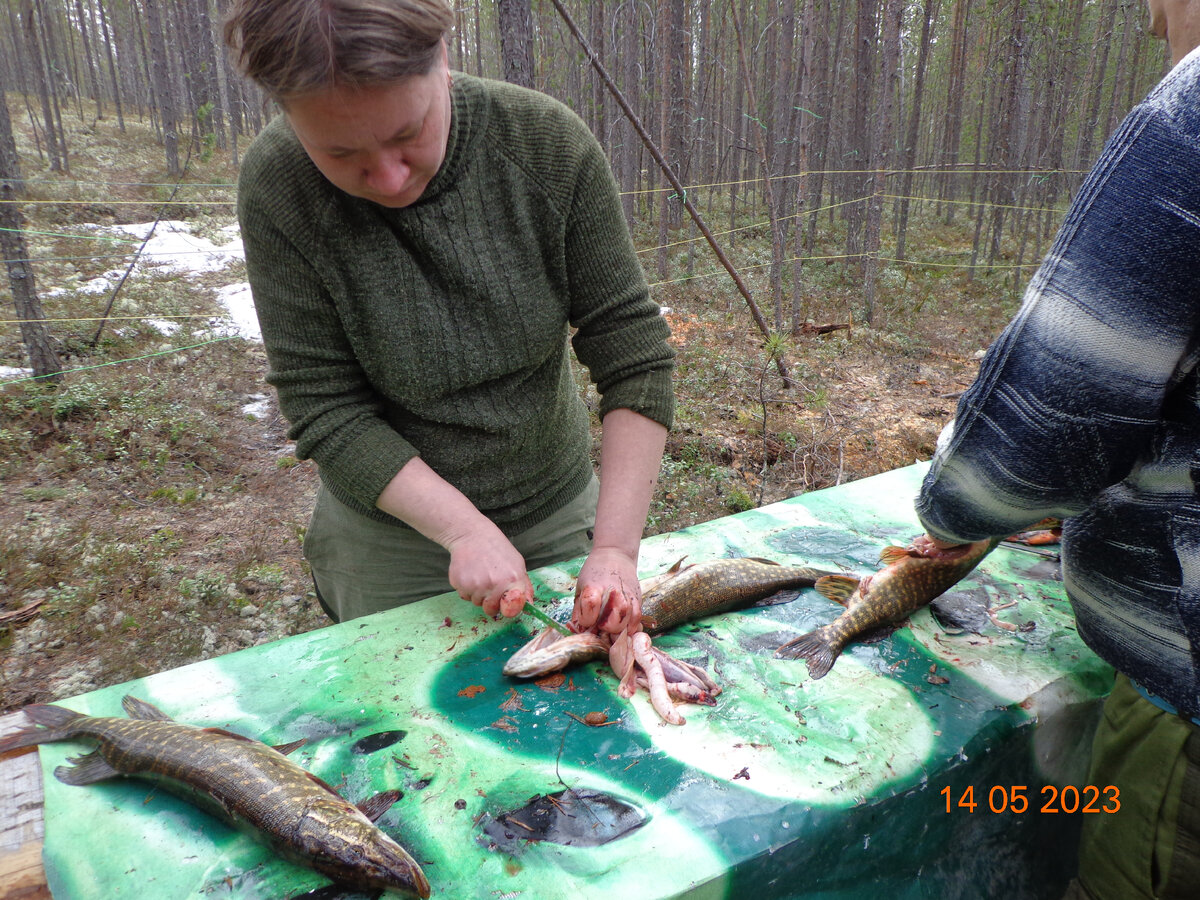 рудольф лапландия. гуси на кольском полуострове. выставка лапландия 2023. комната санта клауса. конкурс выиграй путешествие в сказку.
