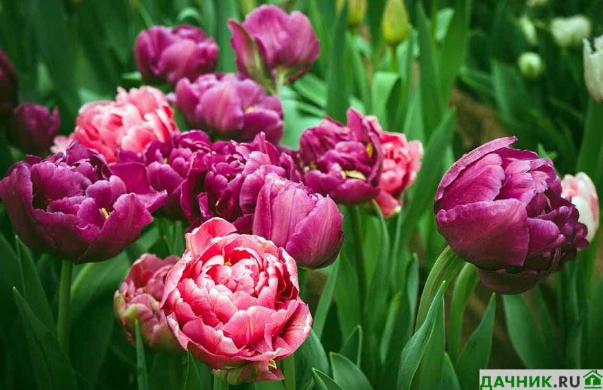 Сорта поздних тюльпанов: подборки сортов позднего срока цветения с фотографиями и отзывами