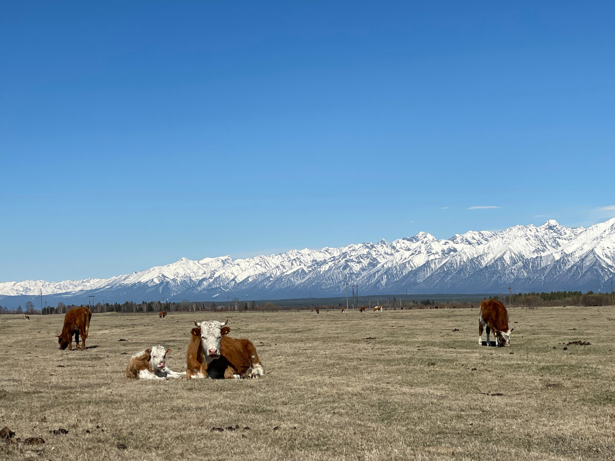 В мае появляются телята и жеребята.