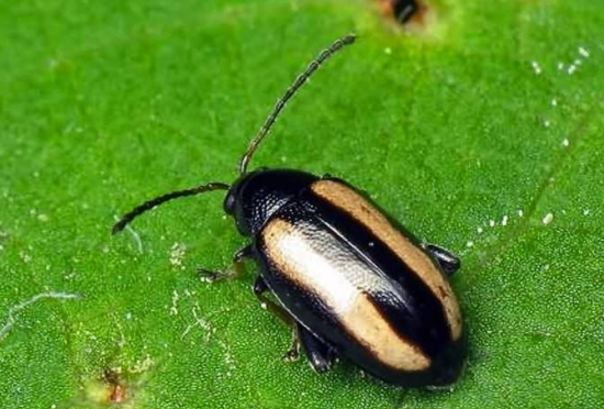    На полях Оренбуржья появились хлебные блохи, клопы и трипсы Кристина Просвиркина