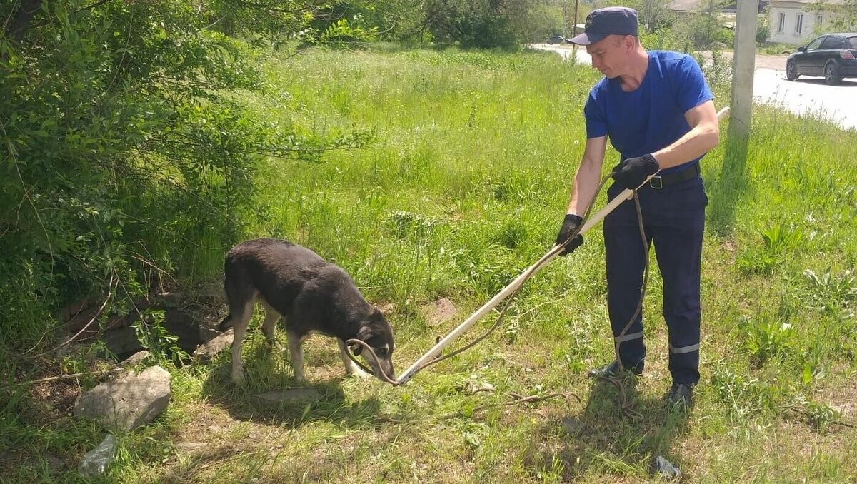 И псы едят крохи которые падают со стола мф 15 27