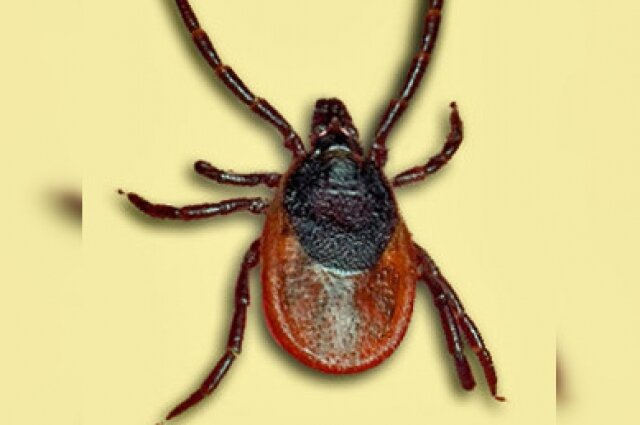    Клещ – переносчик вируса клещевого энцефалита. Ixodes persulcatus, самка. Фото: Commons.wikimedia.org