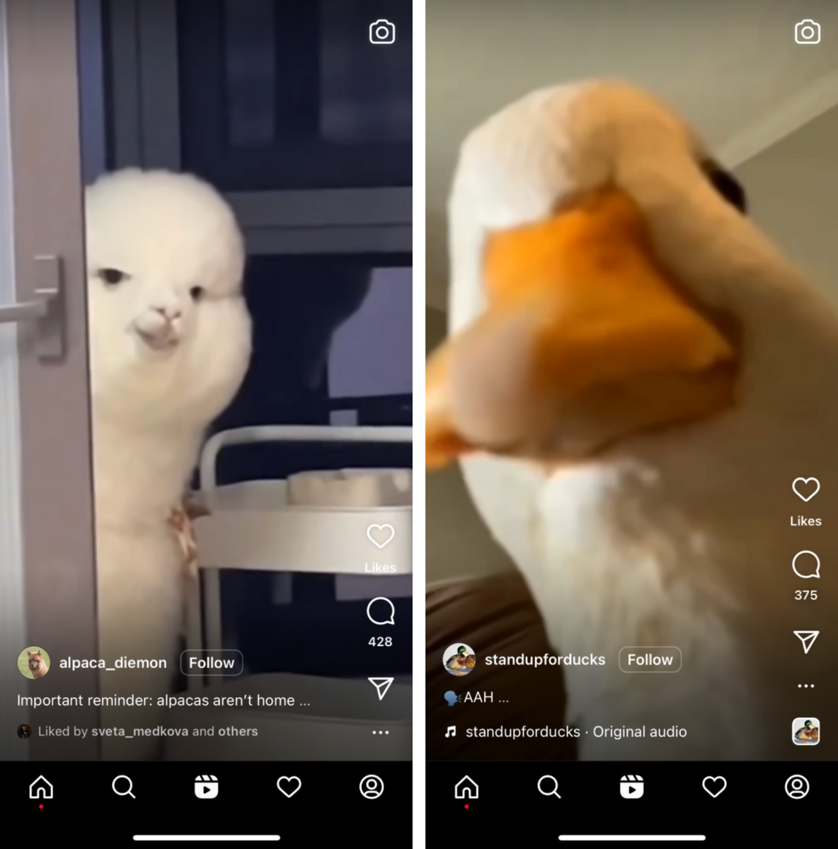 Ради каких видео я на самом деле хочу найти альтернативу «Тиктоку»