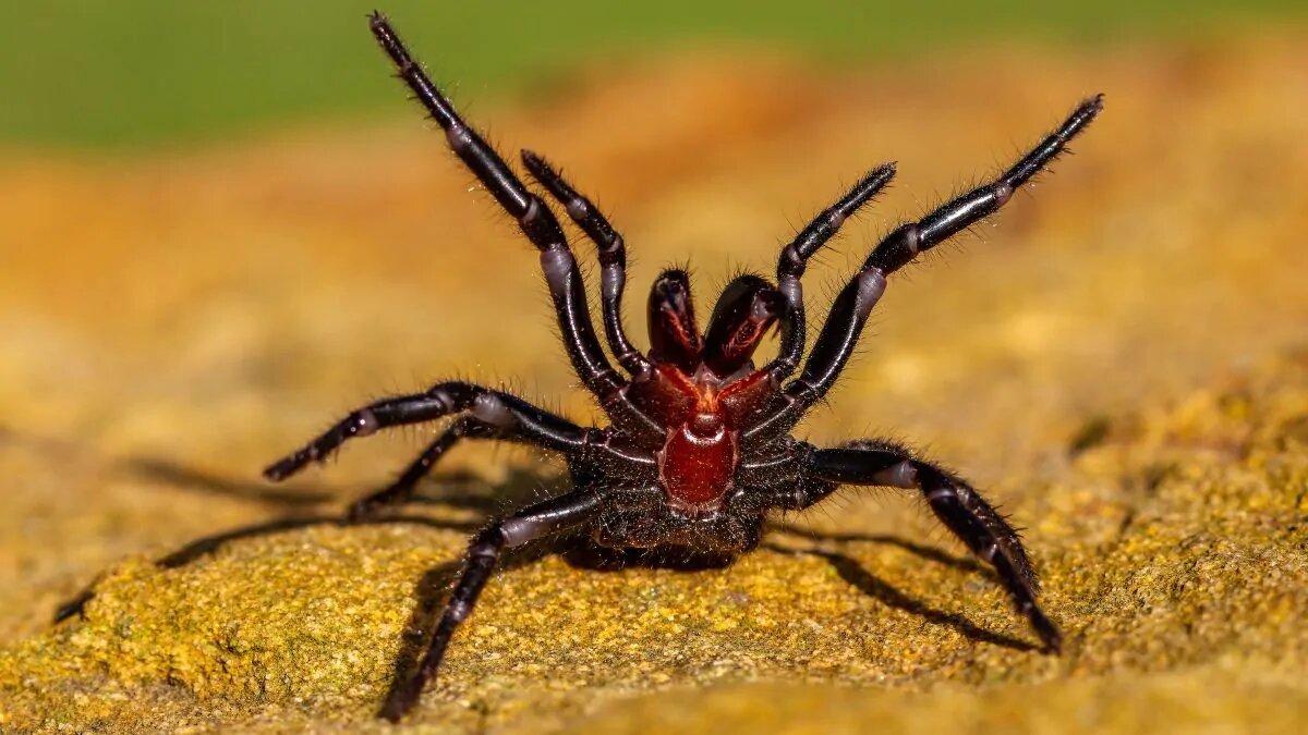 Ядовитый сиднейский воронковый паук ( Atrax robustus ) показывает свои клыки 

