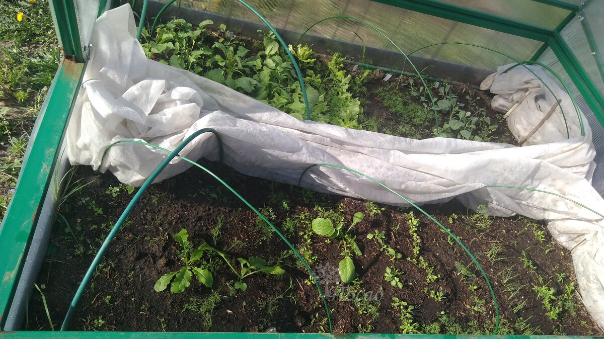 С тех пор совместные посевы я практикую только в рассаднике. Тут всё: и цветы, и капуста, и лук и прочее-разное. Но совместным посевом я бы эту коммуналку не назвала: со временем соседи разбегутся по отдельным грядкам.