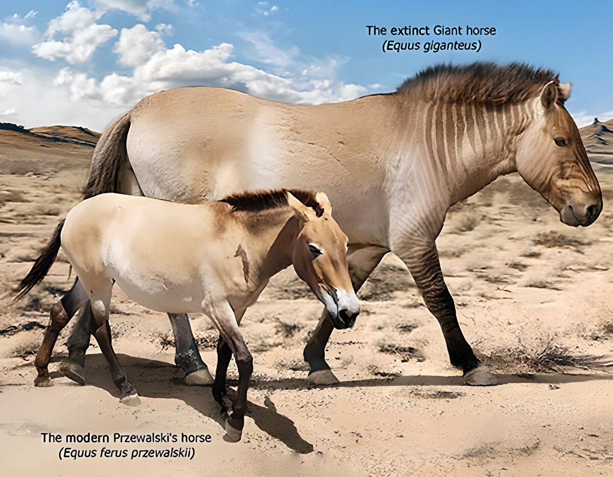 Слева — лошадь Пржевальского. Справа — наш гигантский товарищ. Почувствуйте разницу. 