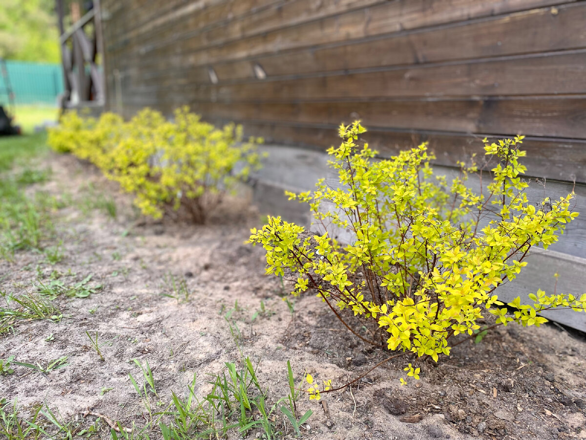 Спирея Голден принцесс