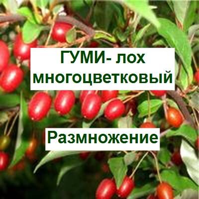 гуми, лох многоцветковый
