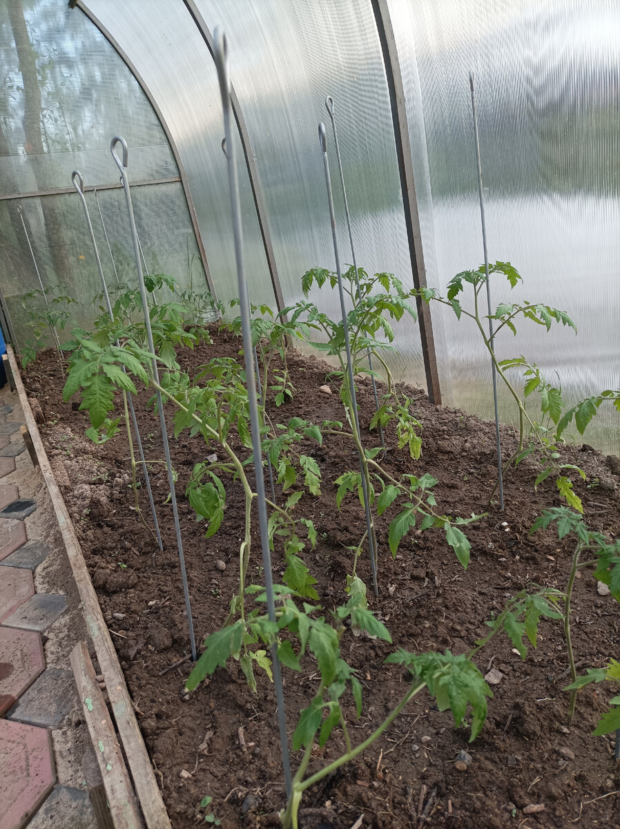 Подвязка помидор во время выращивания в теплице