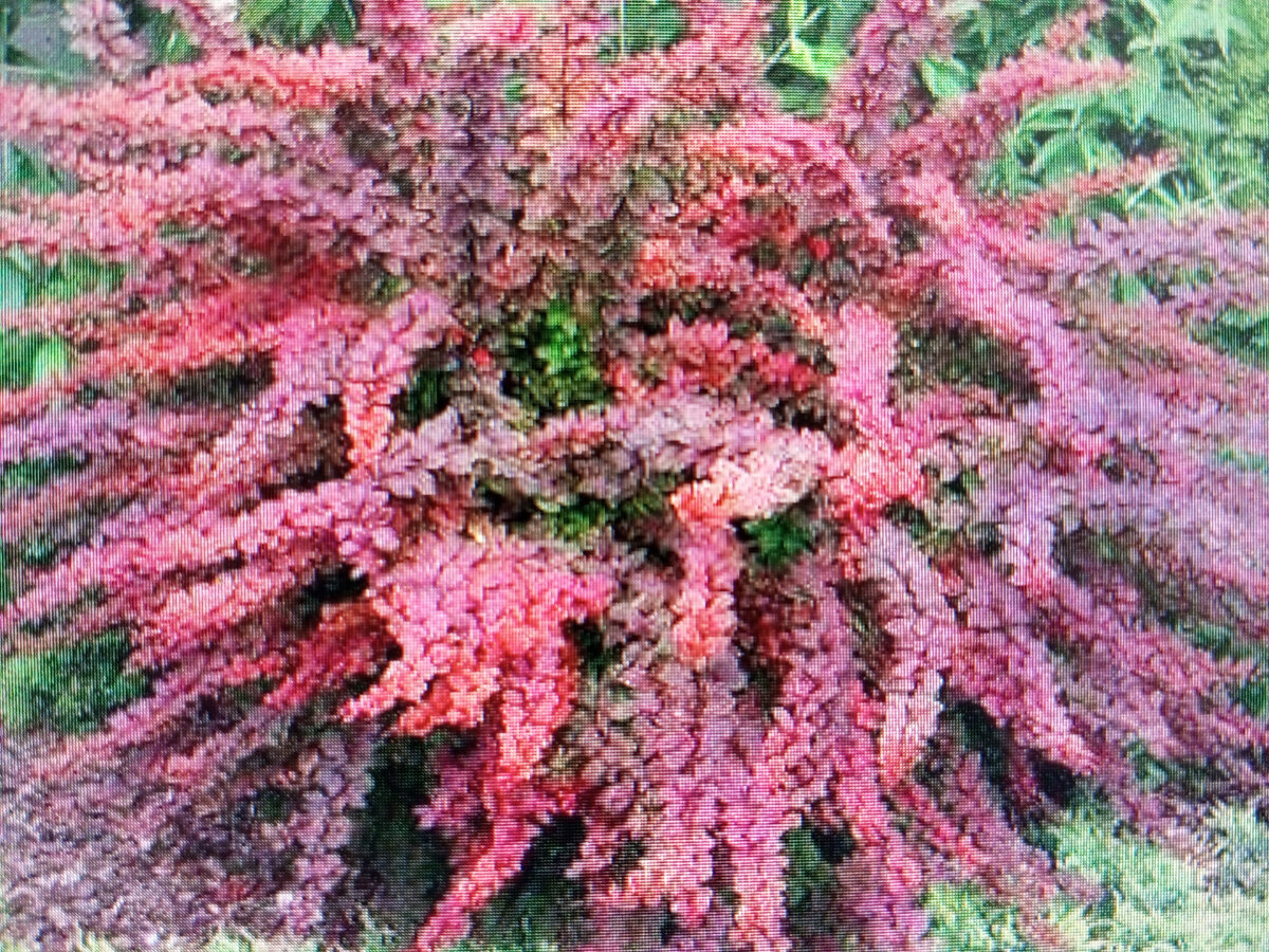 Весенние барбарисы