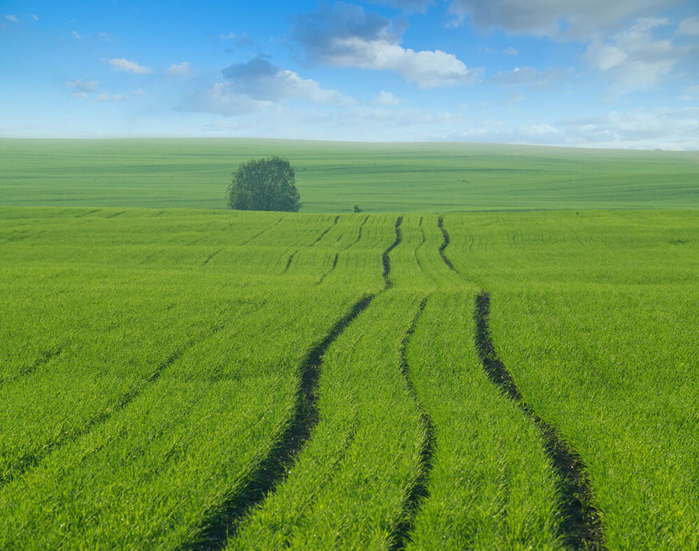 Бархат первых всходов. Фото Елены БЕЛОЗОРОВОЙ.