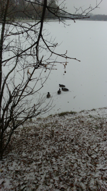Уточки в пруду Измайловского острова. Фот автора