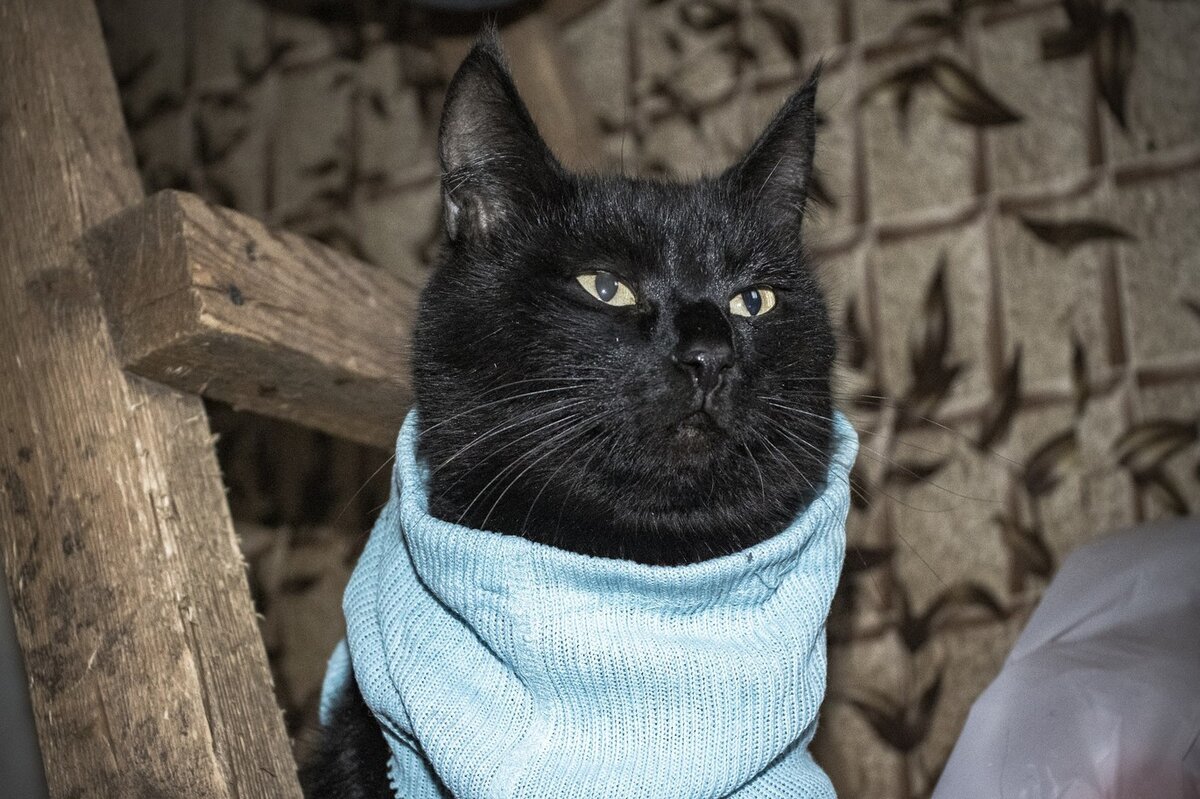 ���� � �� ���������.  �������� ����: animals.pibig.info