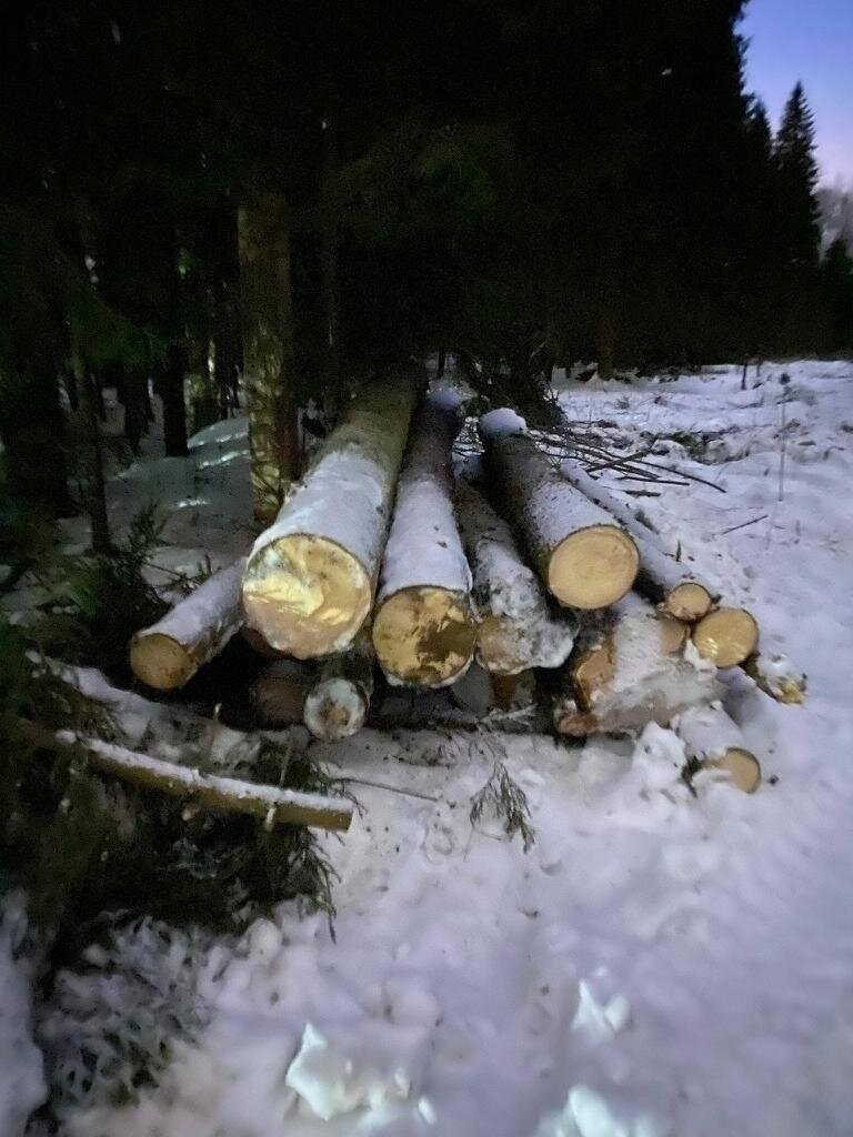 В Глаголево Парк рубят лес