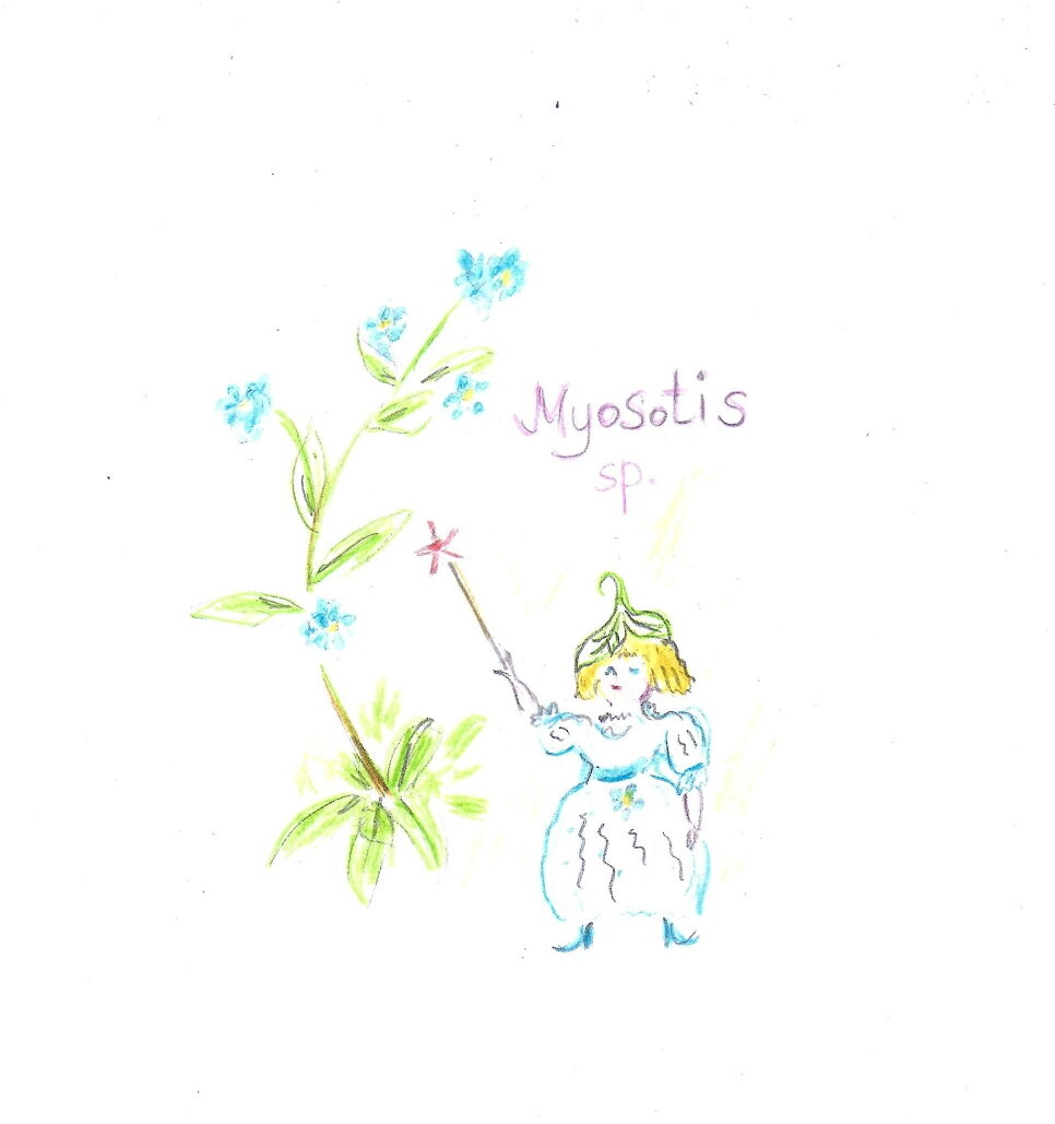 Поговорим о незабудке?