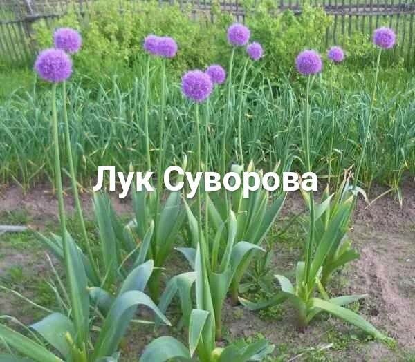 Мотивомания 2.0... 02/Б... Вяжем 32 вещицы из мотивов и рассматриваем ...