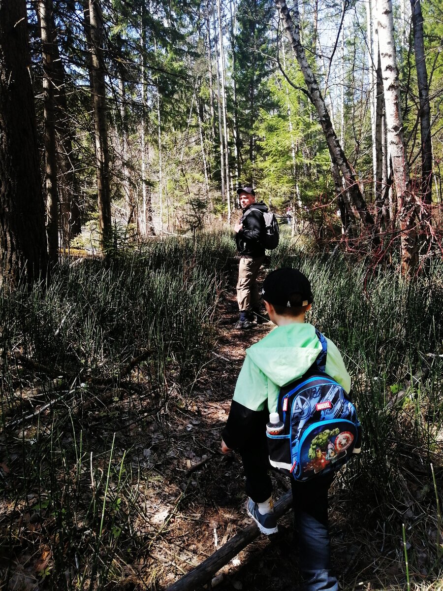 Зимующий хвощ гигант.