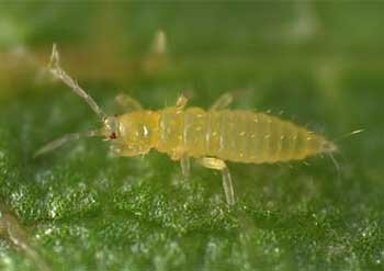 Личинка трипса.