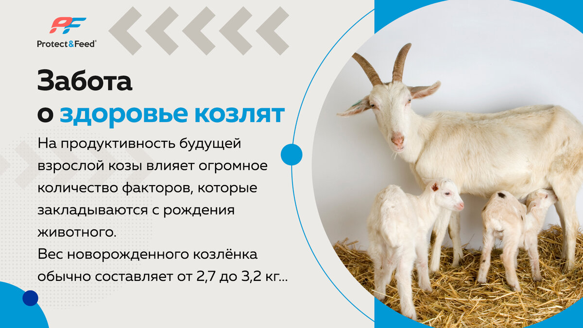 Сколько давать молока новорожденному козленку. Новорожденных козлят. Вес новорожденных козлят. Ягненок и козленок отличия.