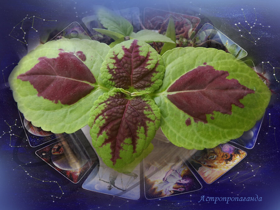 Коллаж Нины Стрелковой. 