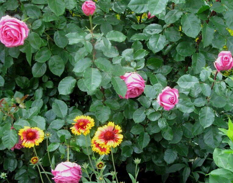 Розы и гайлардия,