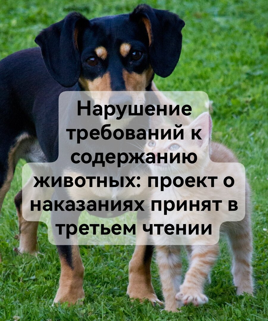 Нарушение требований к содержанию животных: проект о наказаниях принят в  третьем чтении | Юридические цитаты | Дзен