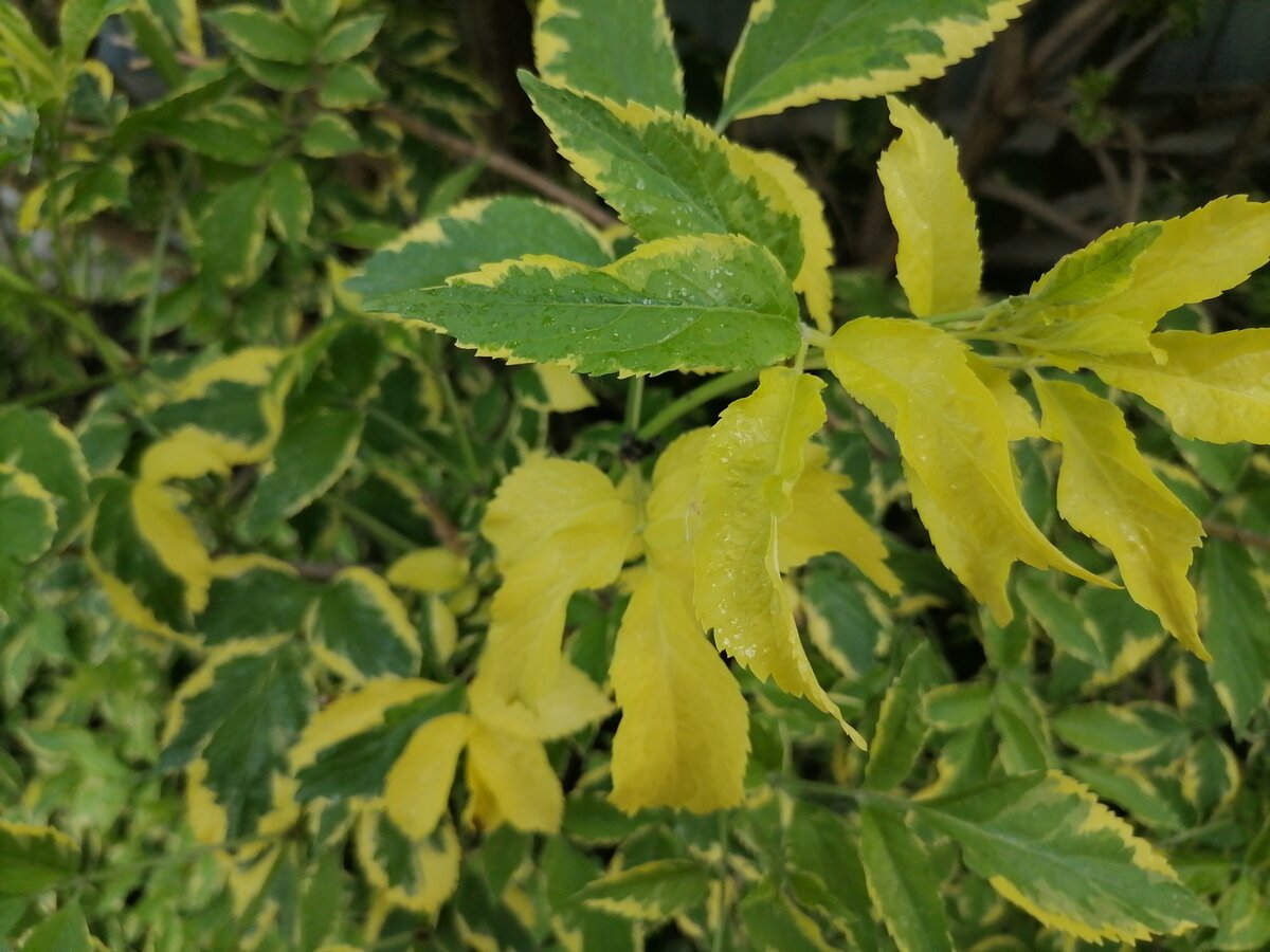 Пестрая листва моей любимой бузины : Мадонна. 