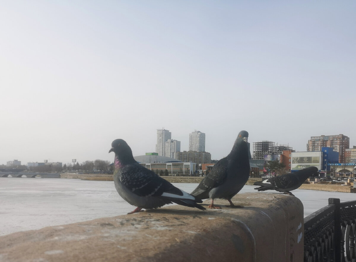 Возможно, голуби тоже собрались на пятиминутку? :)