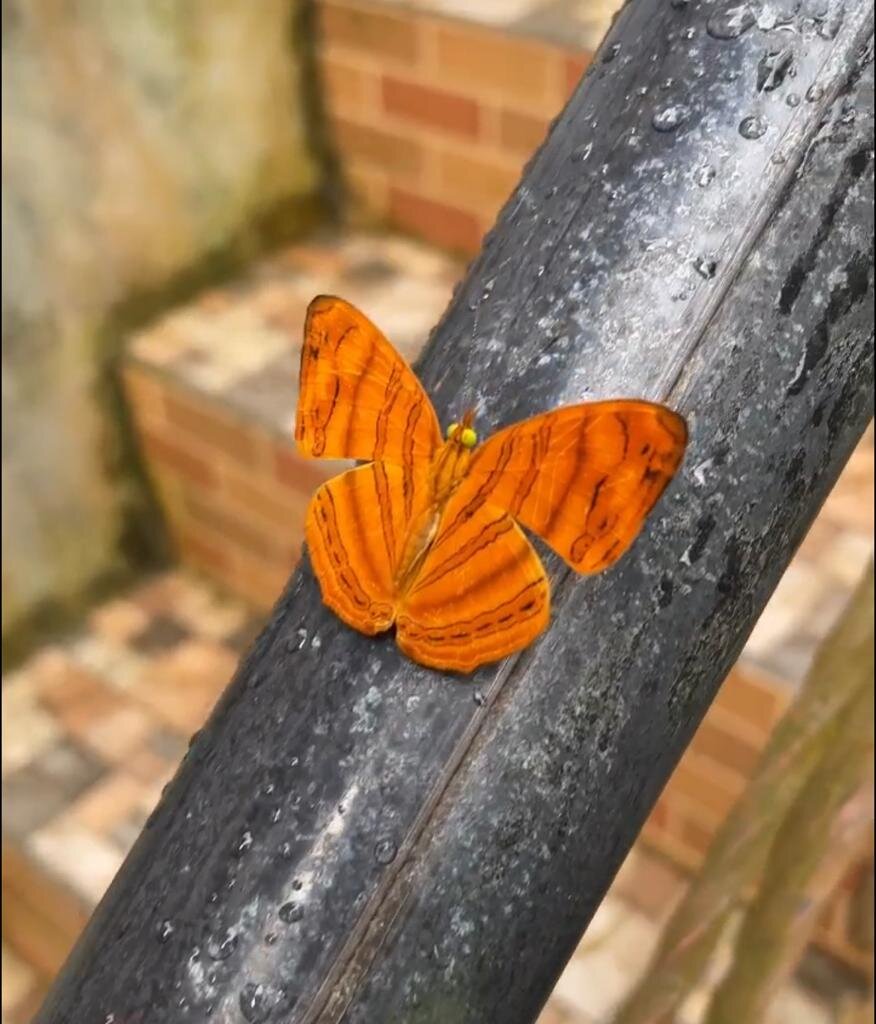 Крылья бабочек состоят из тысяч крошечных чешуек, которые по-разному отражают свет, создавая уникальные узоры и цвета, которые мы видим. Фото Е. Фуд