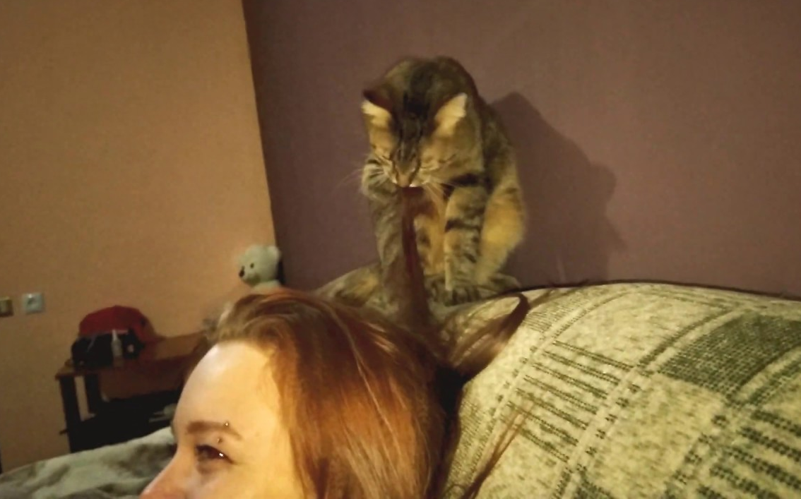 Кот облизывает волосы. Кошка лижет волосы. Полизала кот. Кот лижет человека.