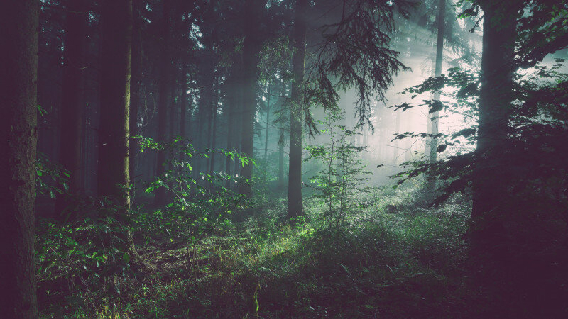     Лес, зелень, темный лес, природа. unsplash.com.