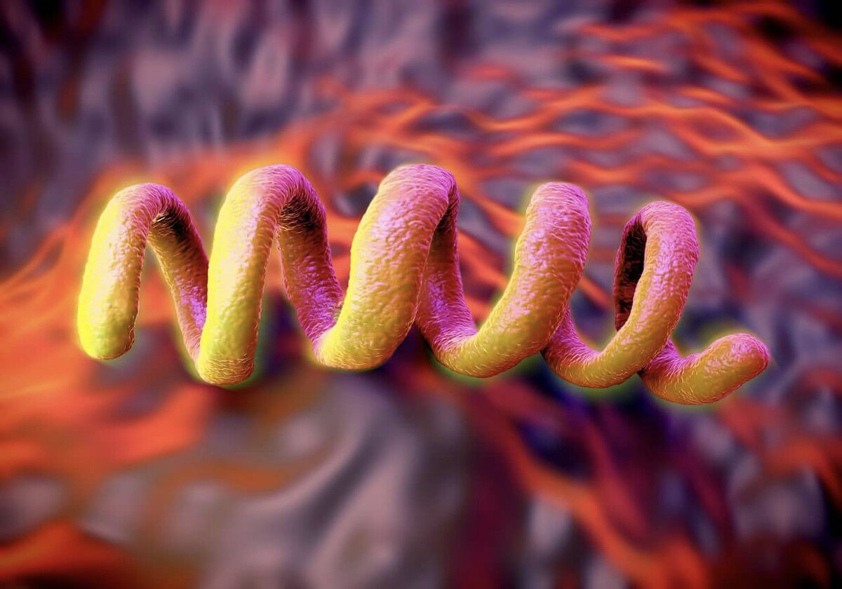 Спирохета Treponema pallidum - сифилис