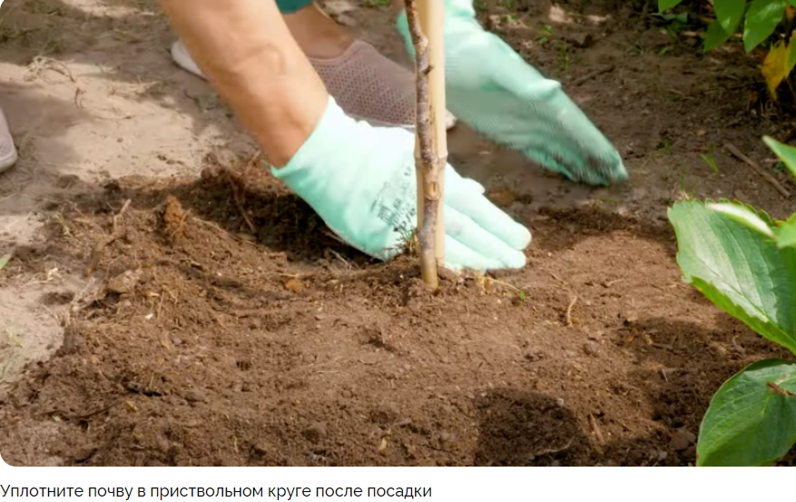 Яблоня Папировка - описание сорта, особенности агротехники | Антонов ...