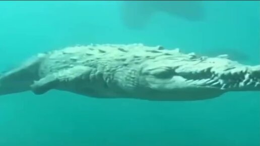 Морской крокодил против острозубых акул — Video | VK