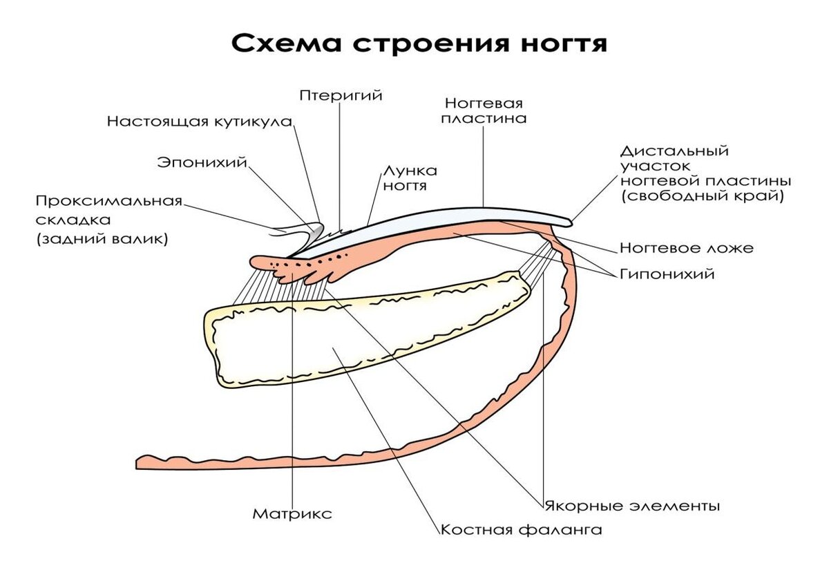 Строение ногтя картинки