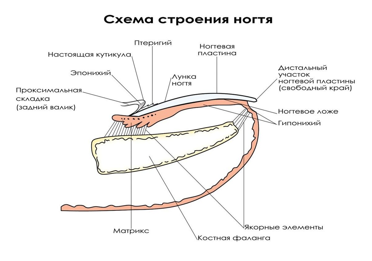 Строение ногтя и ногтевой пластины на руке фото с расшифровкой