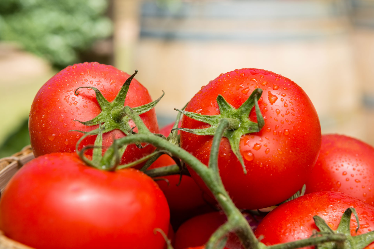 В Польше помидоры есть, но дорогие