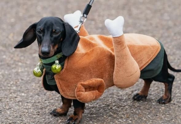      Такса в костюме курочки табака на карнавале колбасок