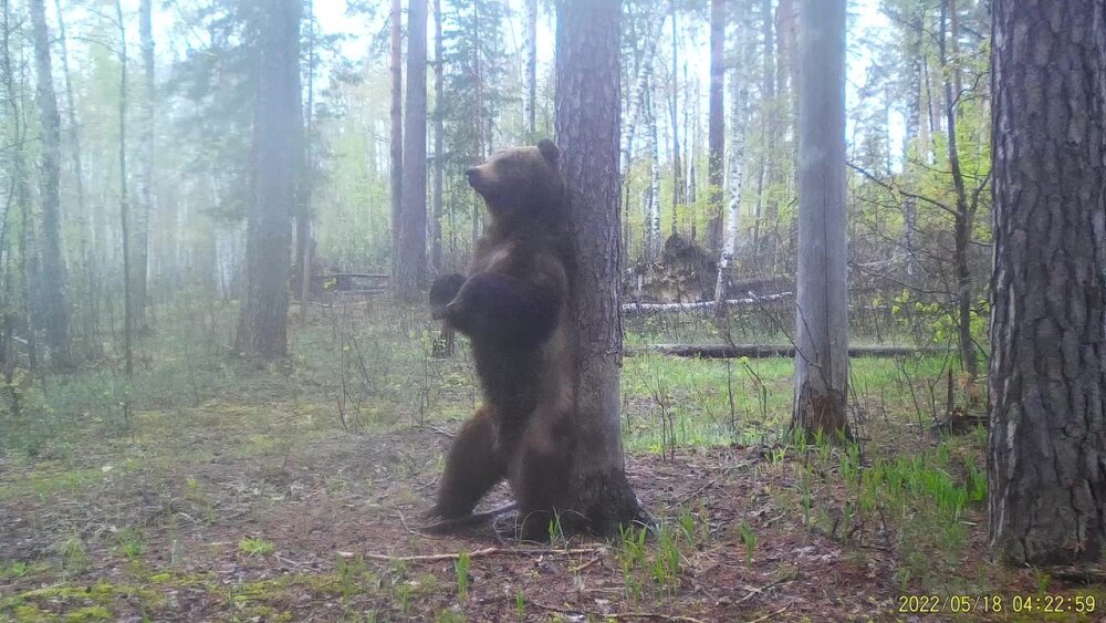 Медвежий чапалах