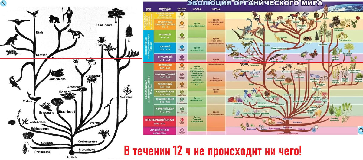 Ступени эволюции животных