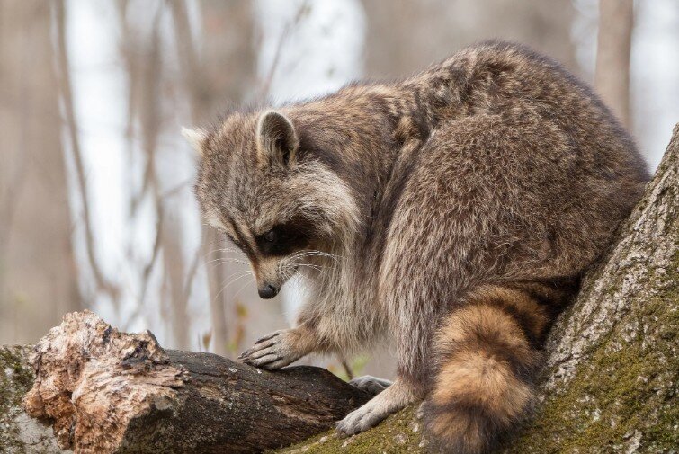 енот, фото с сайта: https://yandex.ru/images